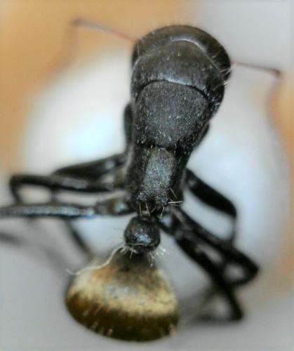 Camponotus sericeus